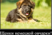 Наши немчурашки уже готовы перейти в ваш дом
