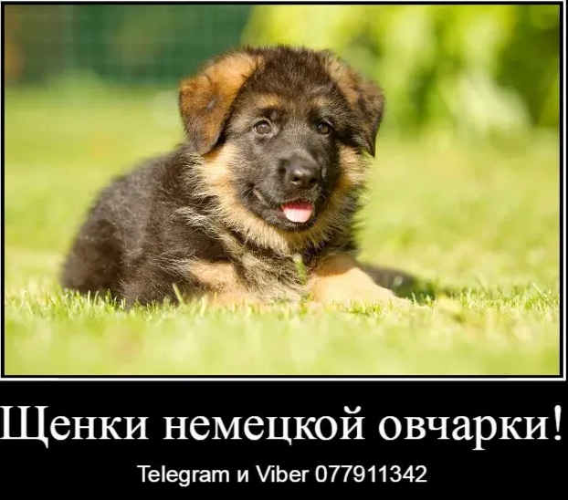 Наши немчурашки уже готовы перейти в ваш дом