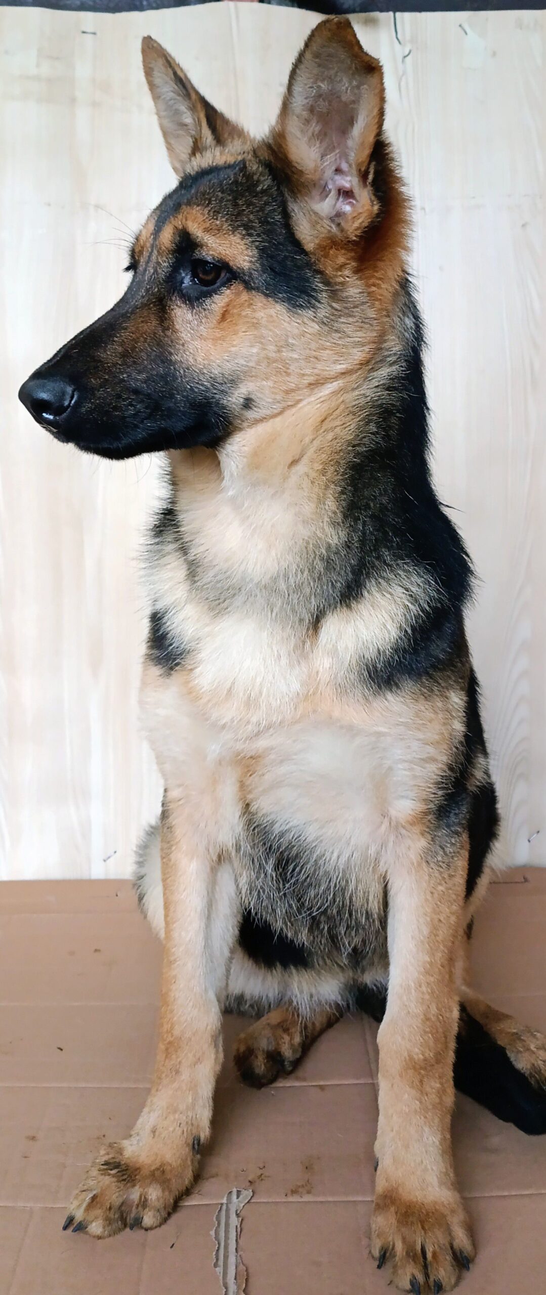 Щенки Восточно-европейской овчарки