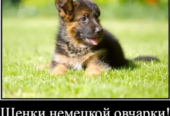 Наши немчурашки уже готовы перейти в ваш дом