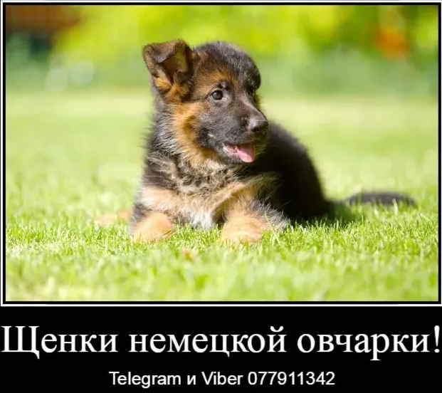 Наши немчурашки уже готовы перейти в ваш дом