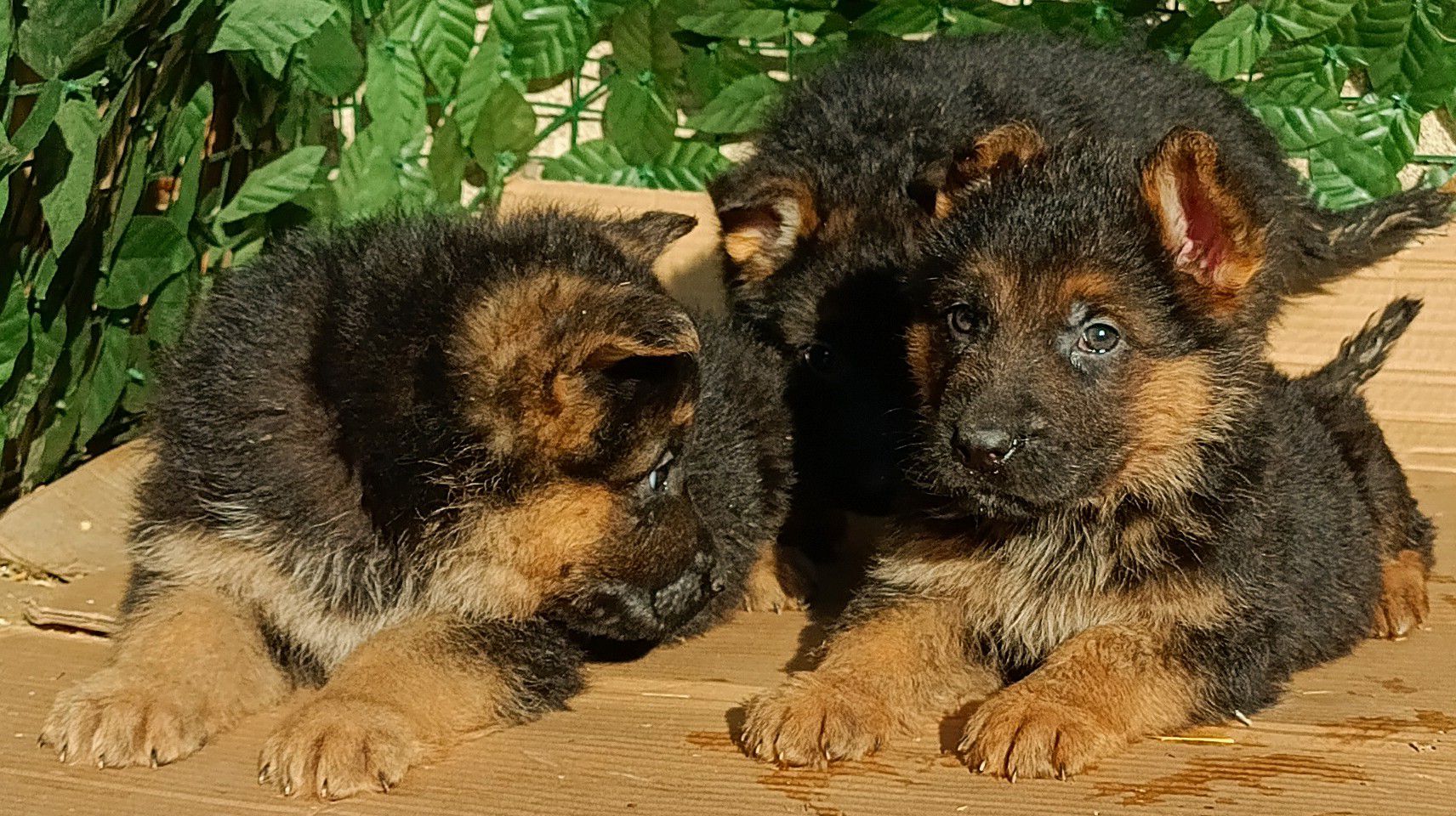 Щенки Немецкой овчарки