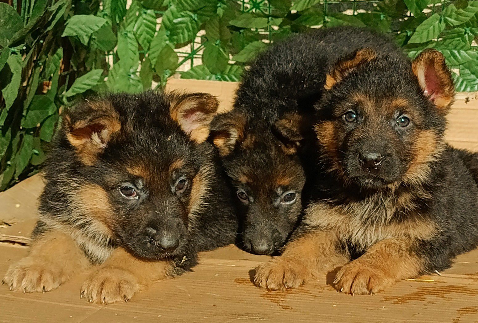 Щенки Немецкой овчарки