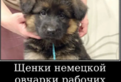 Наши немчурашки уже готовы перейти в ваш дом