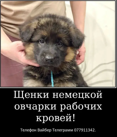 Наши немчурашки уже готовы перейти в ваш дом