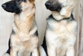 Щенки Восточно-европейской овчарки