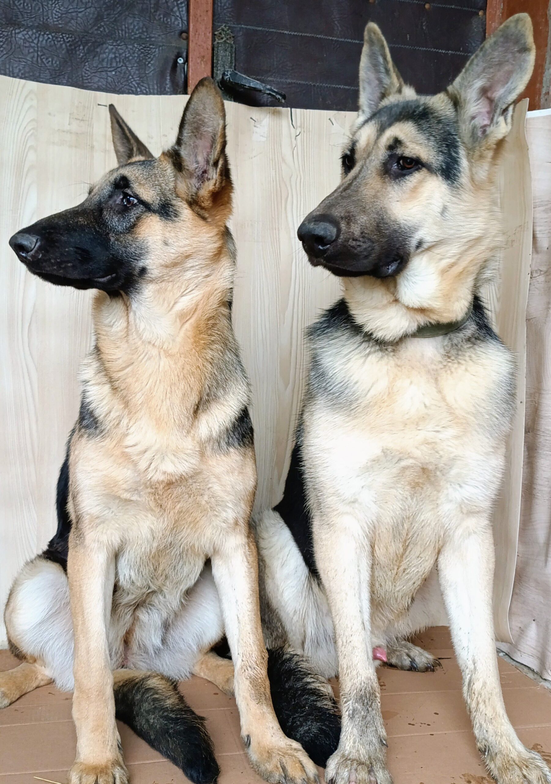 Щенки Восточно-европейской овчарки