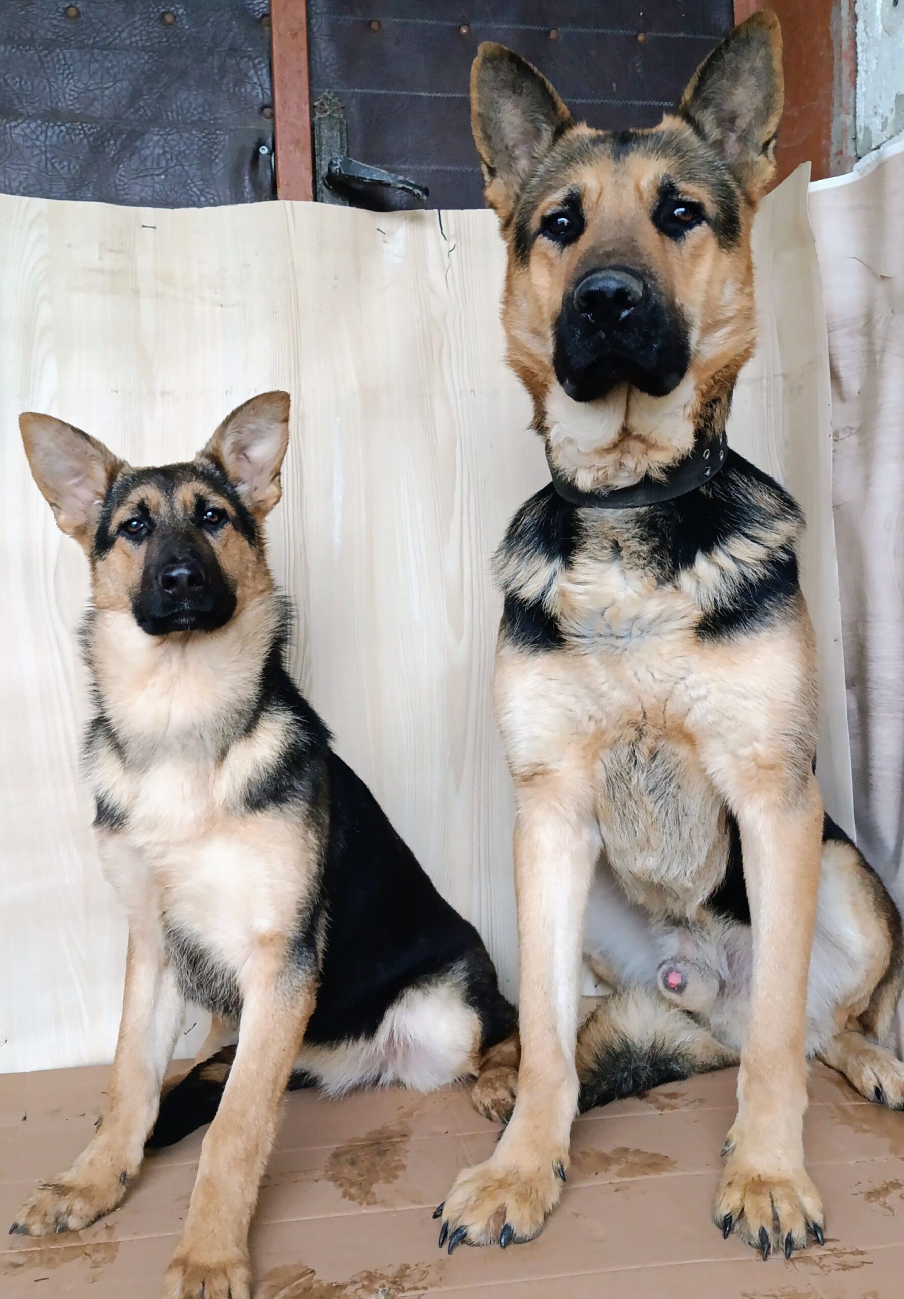 Щенки Восточно-европейской овчарки