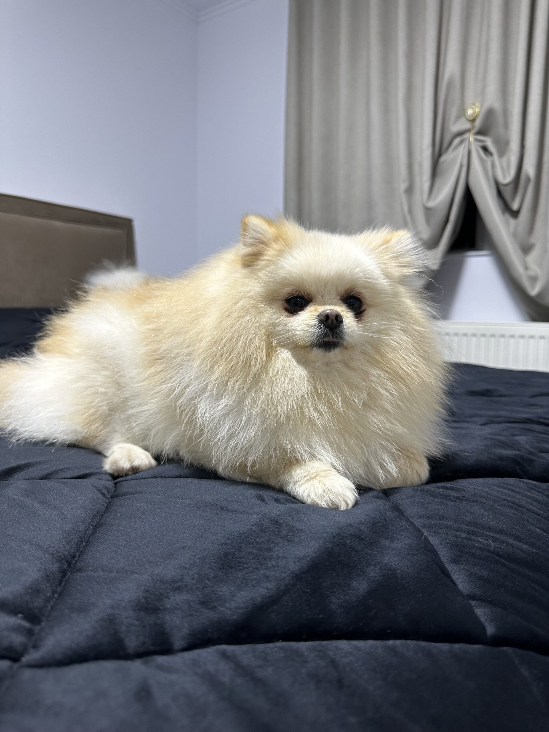 померански шпиц, 2 года, кремового окраса, красива