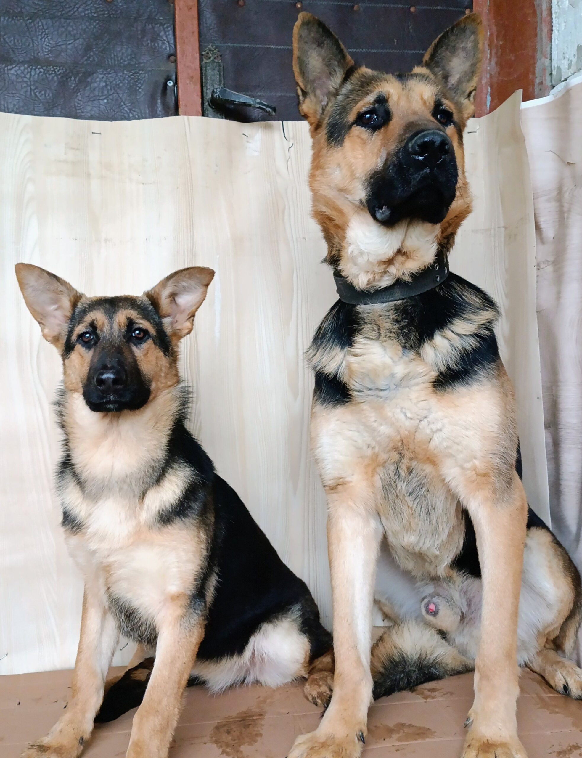 Щенки Восточно-европейской овчарки