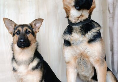 ab934e8d-8b66-4d84-b79d-b2f4294a9184