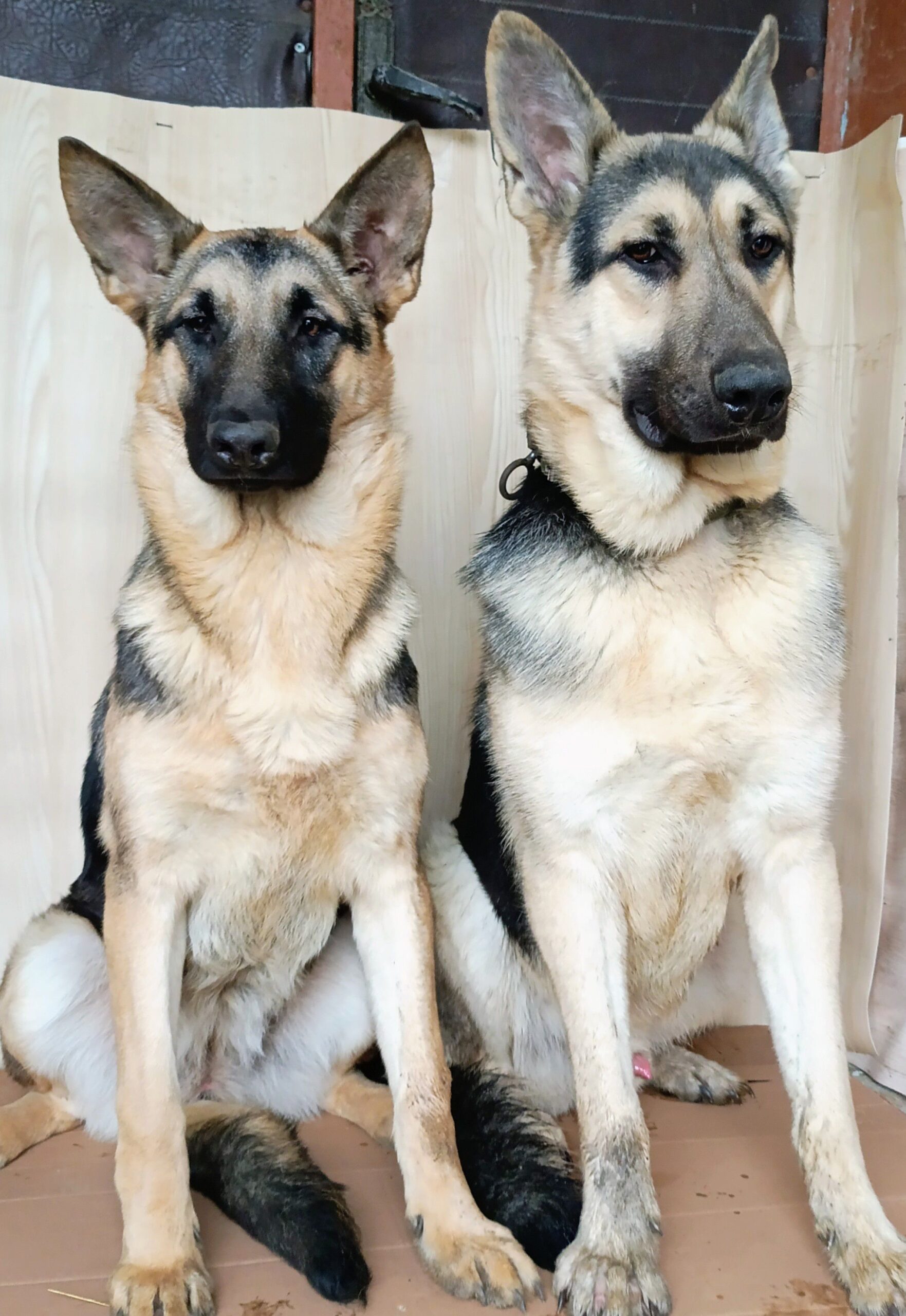 Щенки Восточно-европейской овчарки