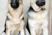 Щенки Восточно-европейской овчарки