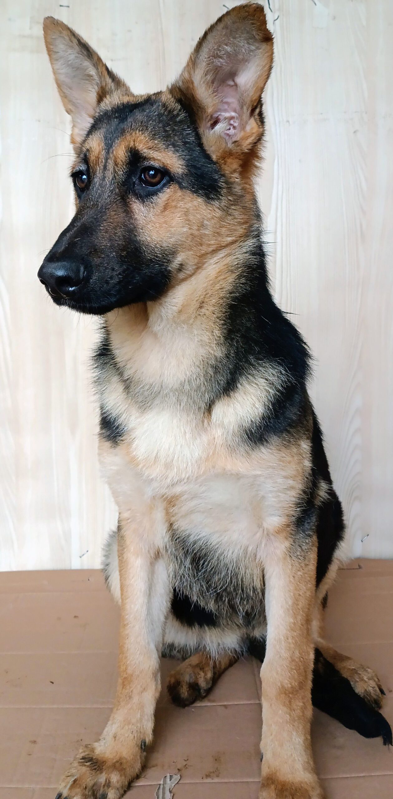 Щенки Восточно-европейской овчарки