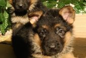 Щенки Немецкой овчарки