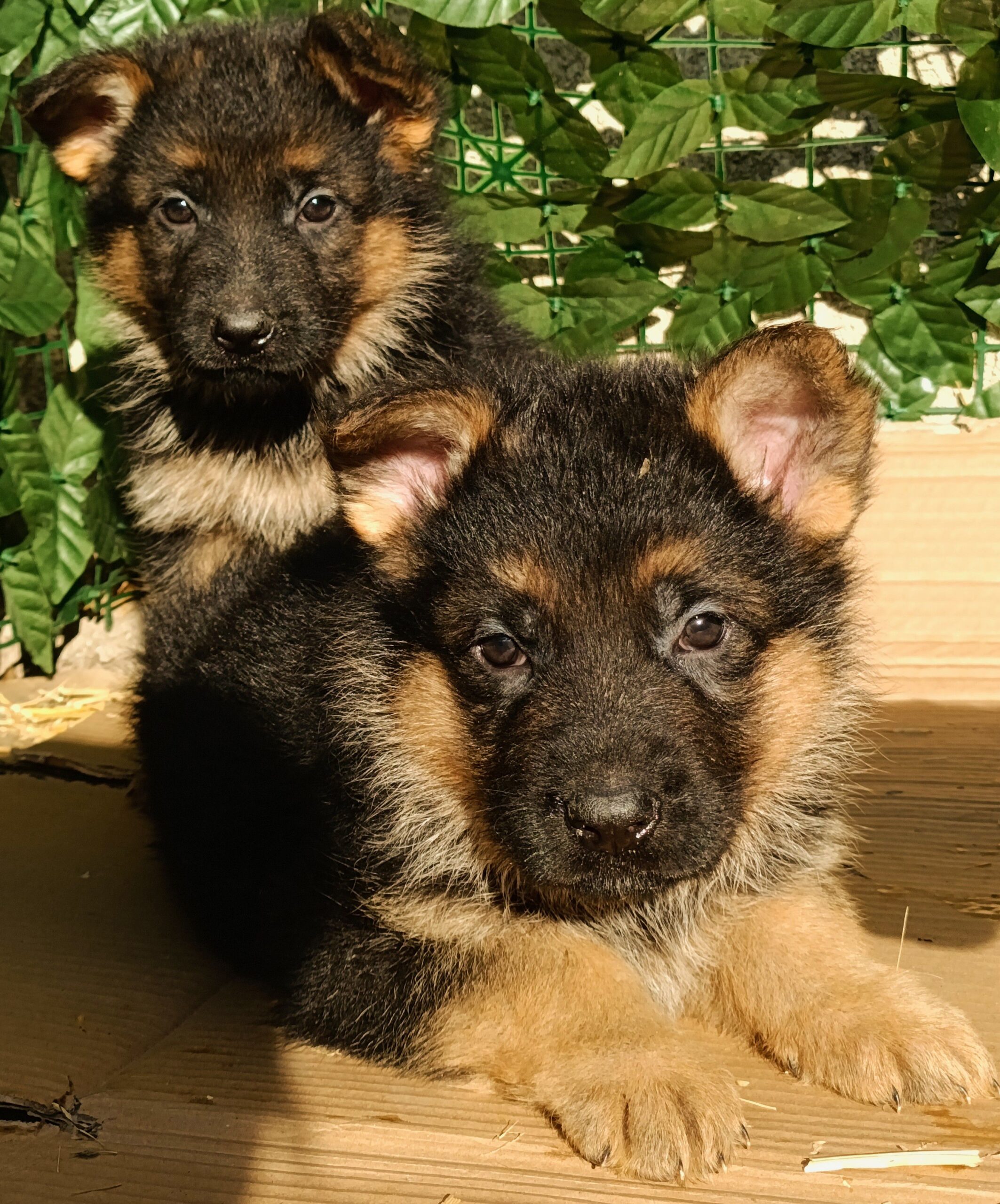 Щенки Немецкой овчарки