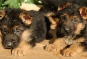 Щенки Немецкой овчарки