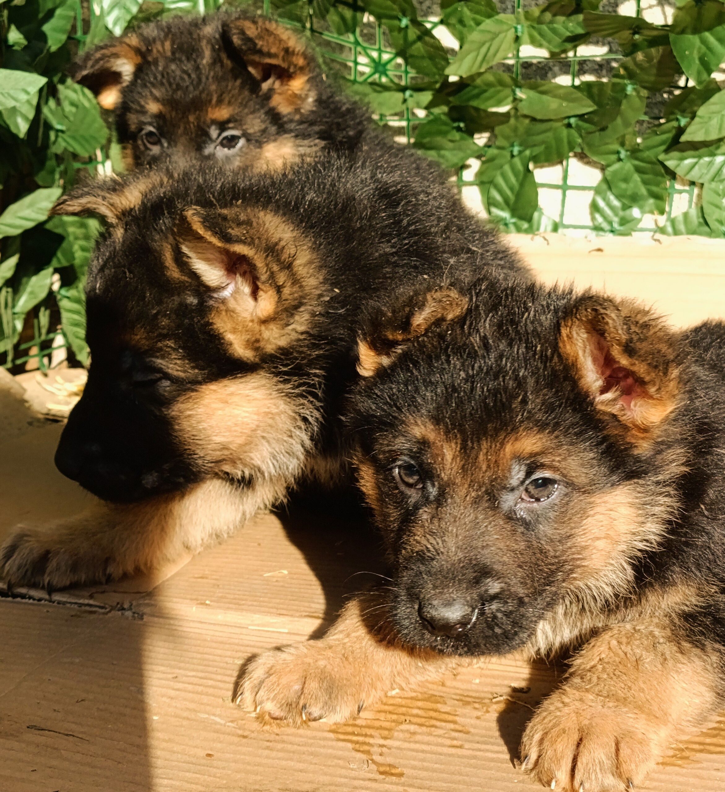 Щенки Немецкой овчарки