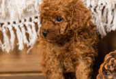 Toy Poodle Той Пудель Ред браун Pudelul