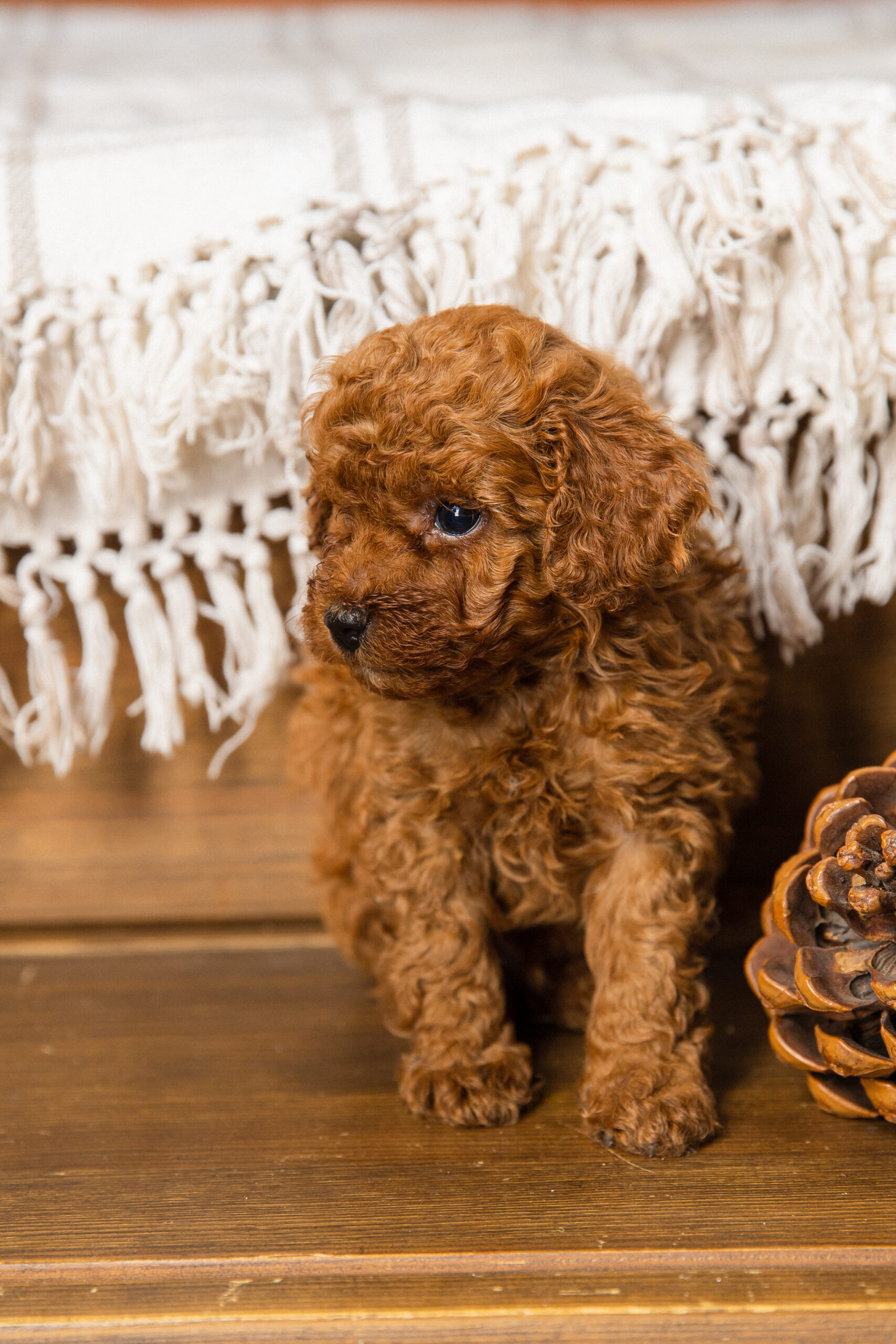 Toy Poodle Той Пудель Ред браун Pudelul