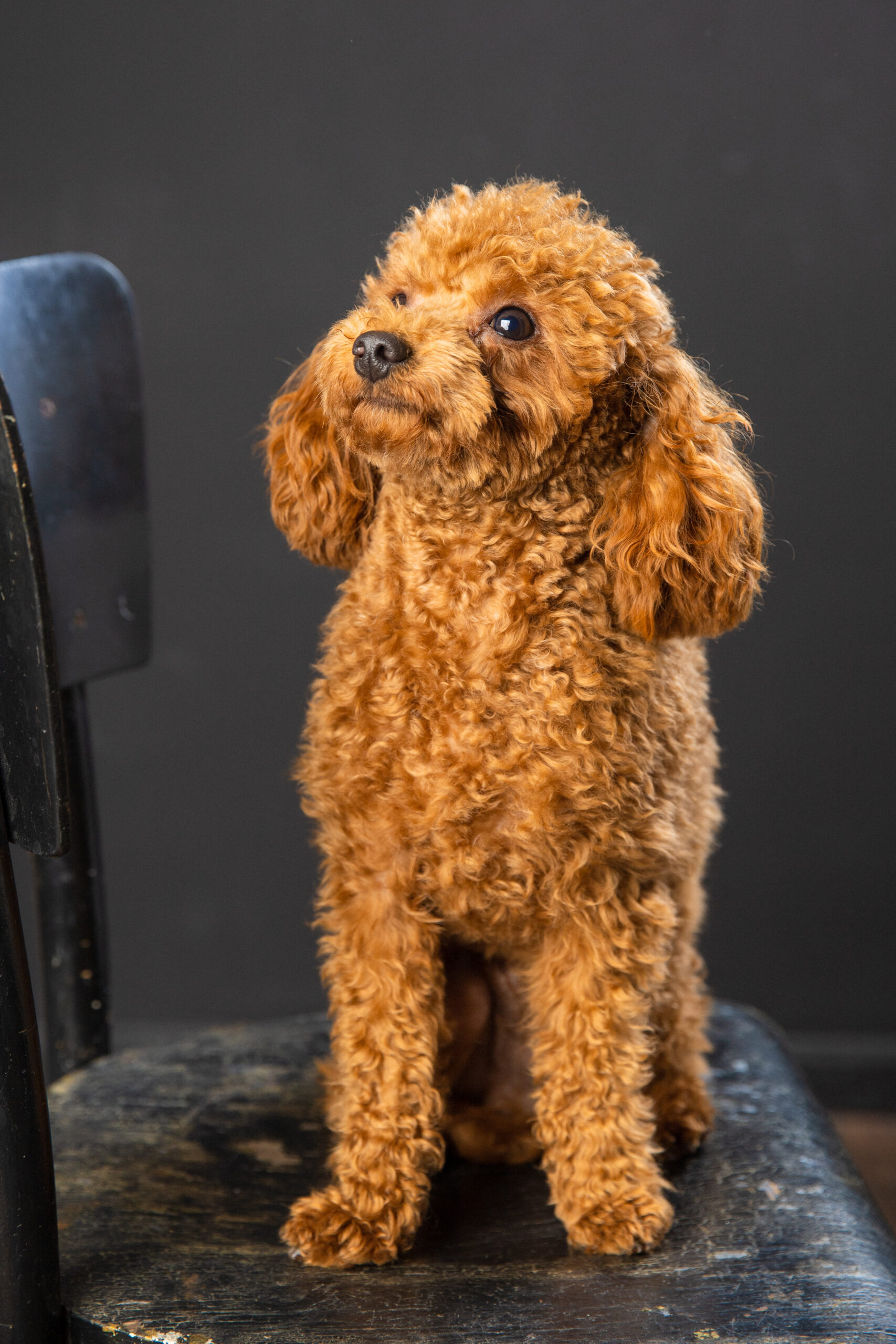 Toy Poodle Той Пудель Ред браун Pudelul