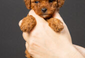 Toy Poodle Той Пудель Ред браун Pudelul