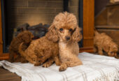 Toy Poodle Той Пудель Ред браун Pudelul