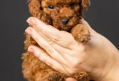 Toy Poodle Той Пудель Ред браун Pudelul