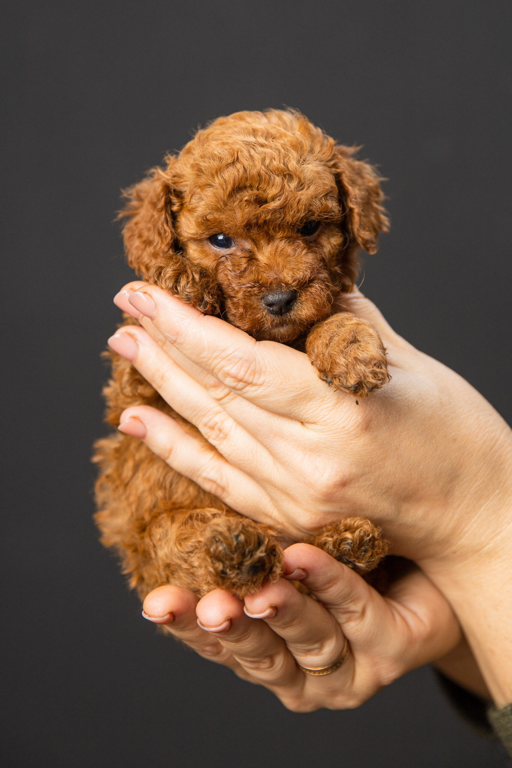 Toy Poodle Той Пудель Ред браун Pudelul