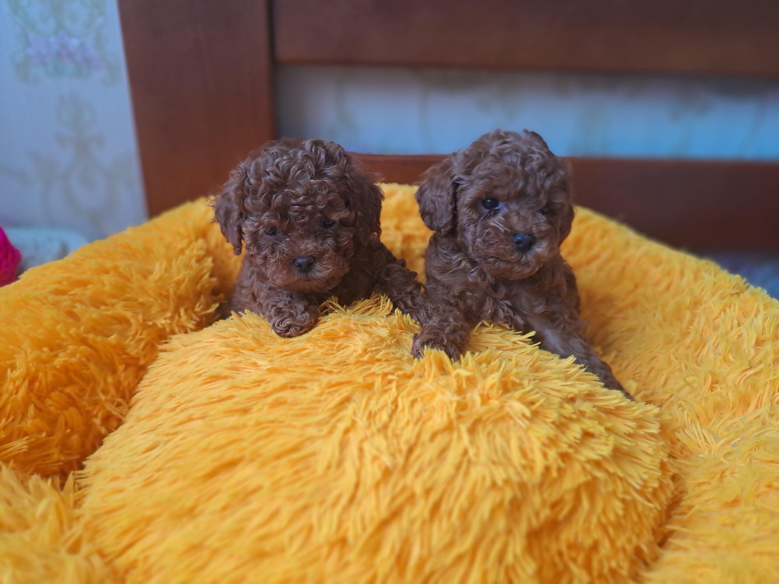 Той пудель мальчик