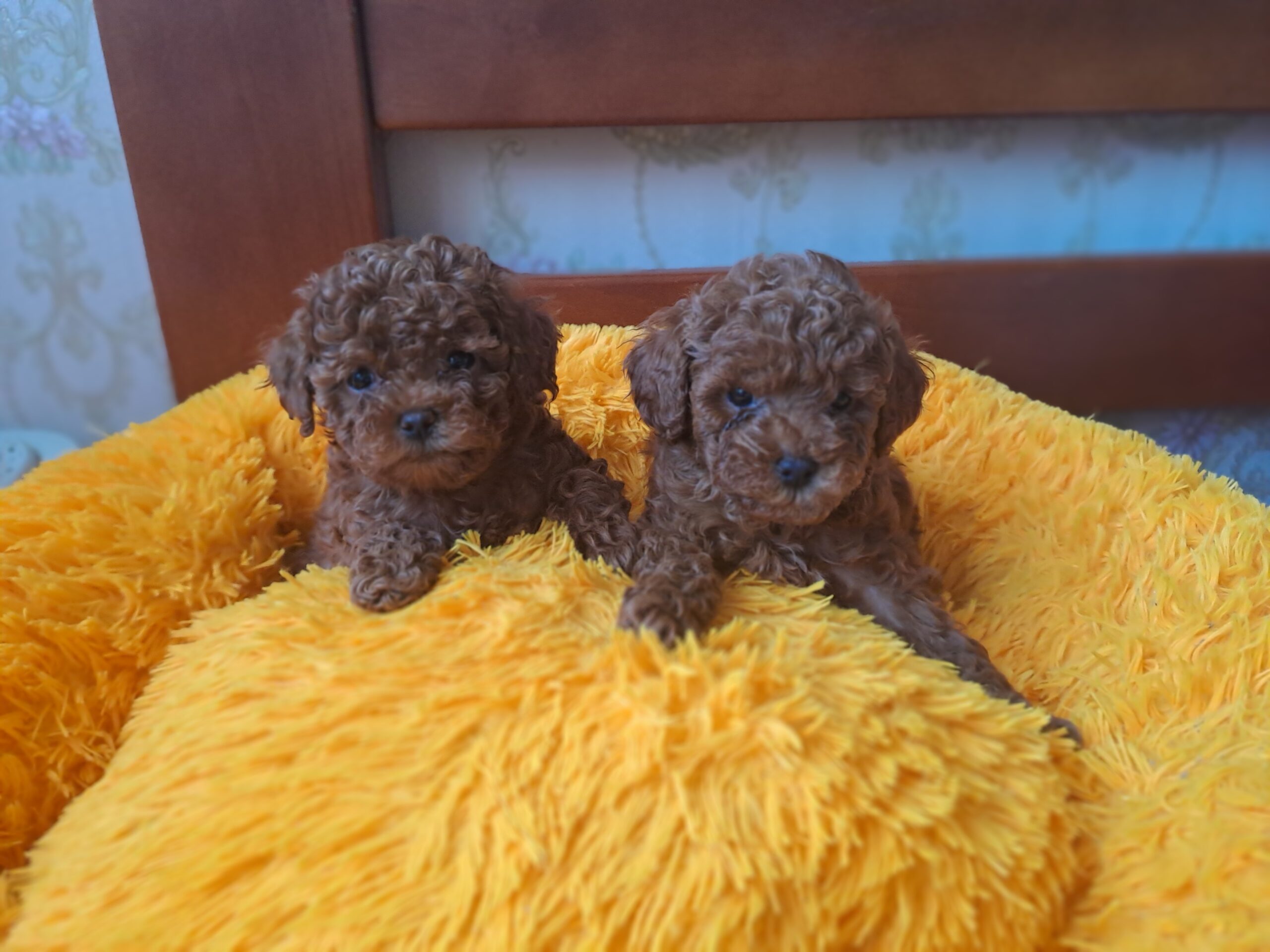 Той пудель мальчик