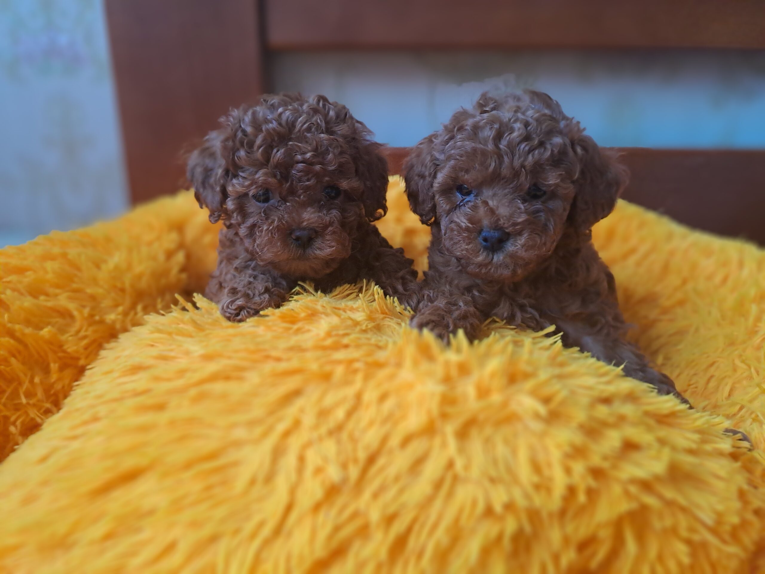 Той пудель мальчик