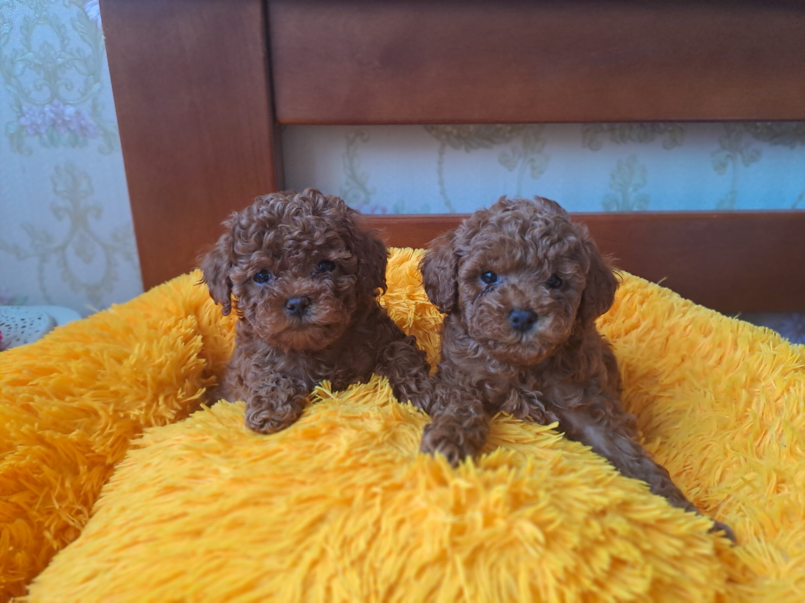 Той пудель мальчик