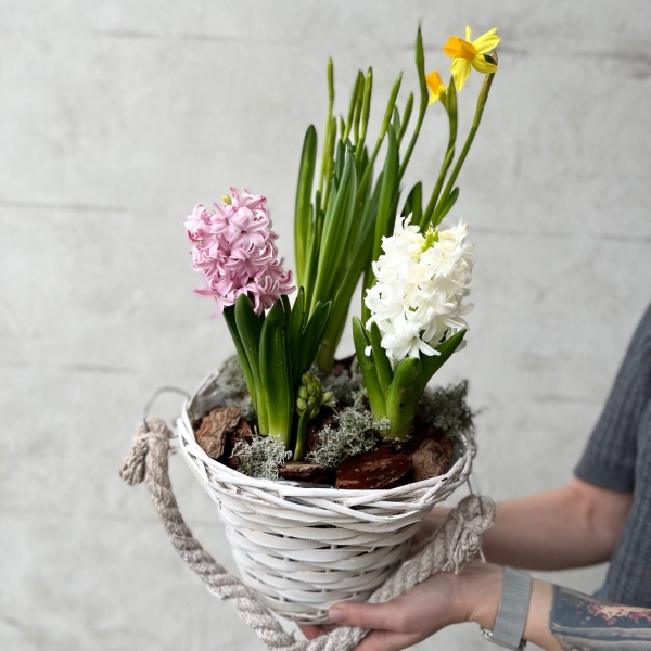 Plante de primăvară cu livrare rapidă în Moldova