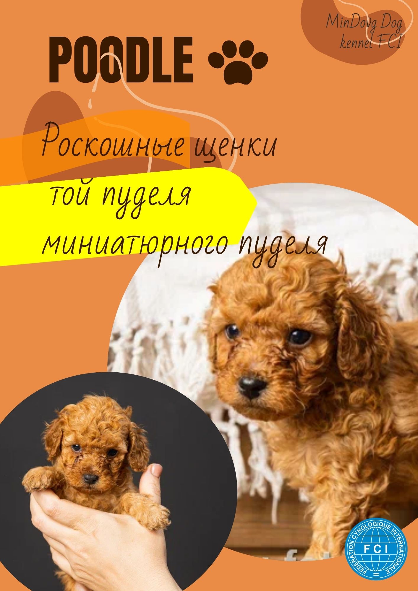 Той пудель Toy Poodle Pudel Miniature