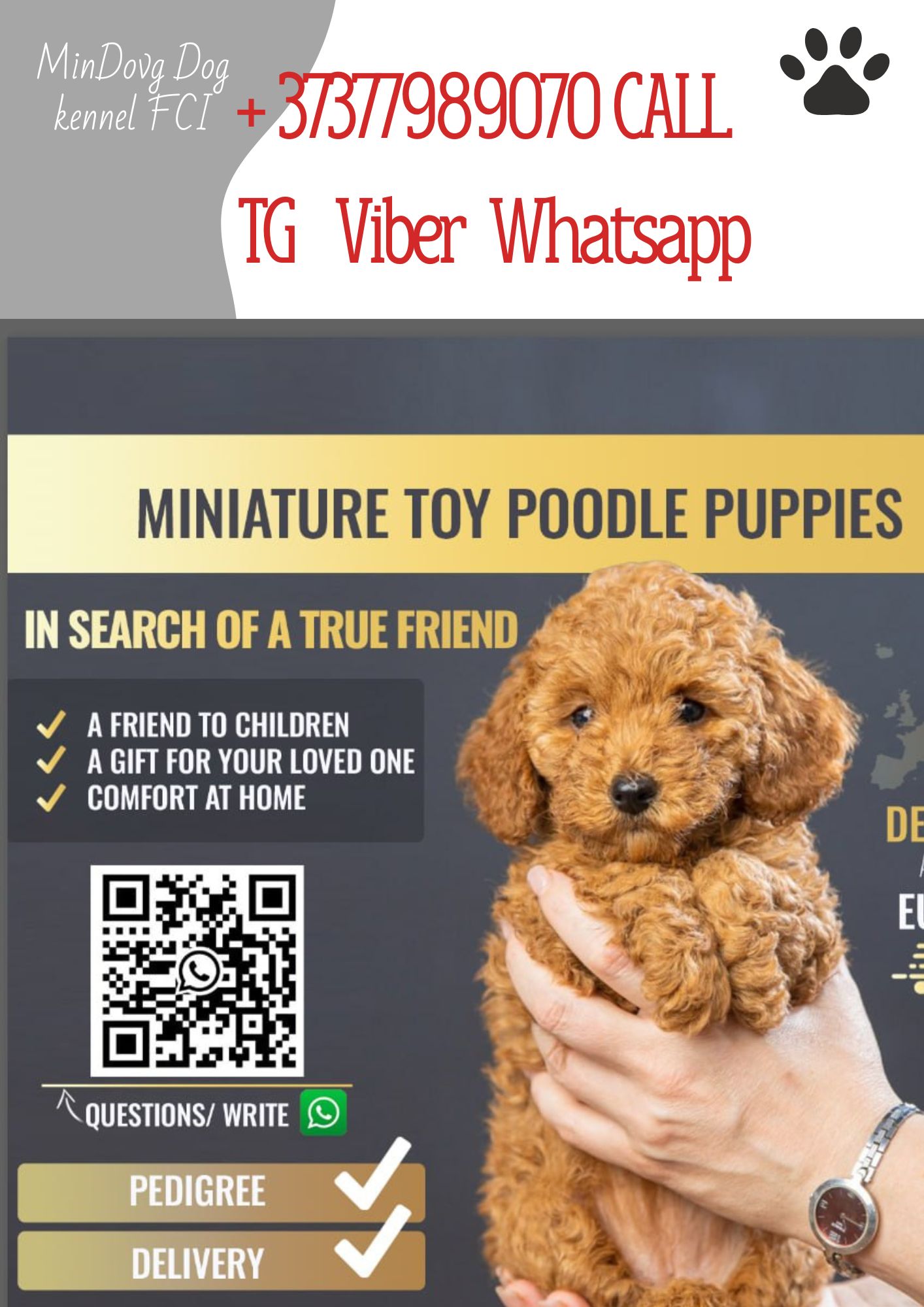 Той пудель Toy Poodle Pudel Miniature