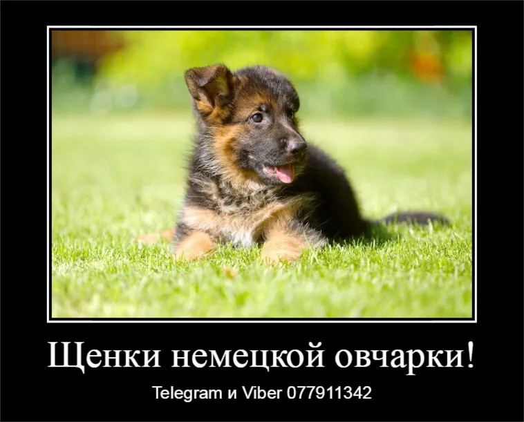 За скромную застенчивую цену
