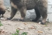 Кавказская овчарка
