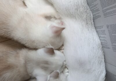 1000069210