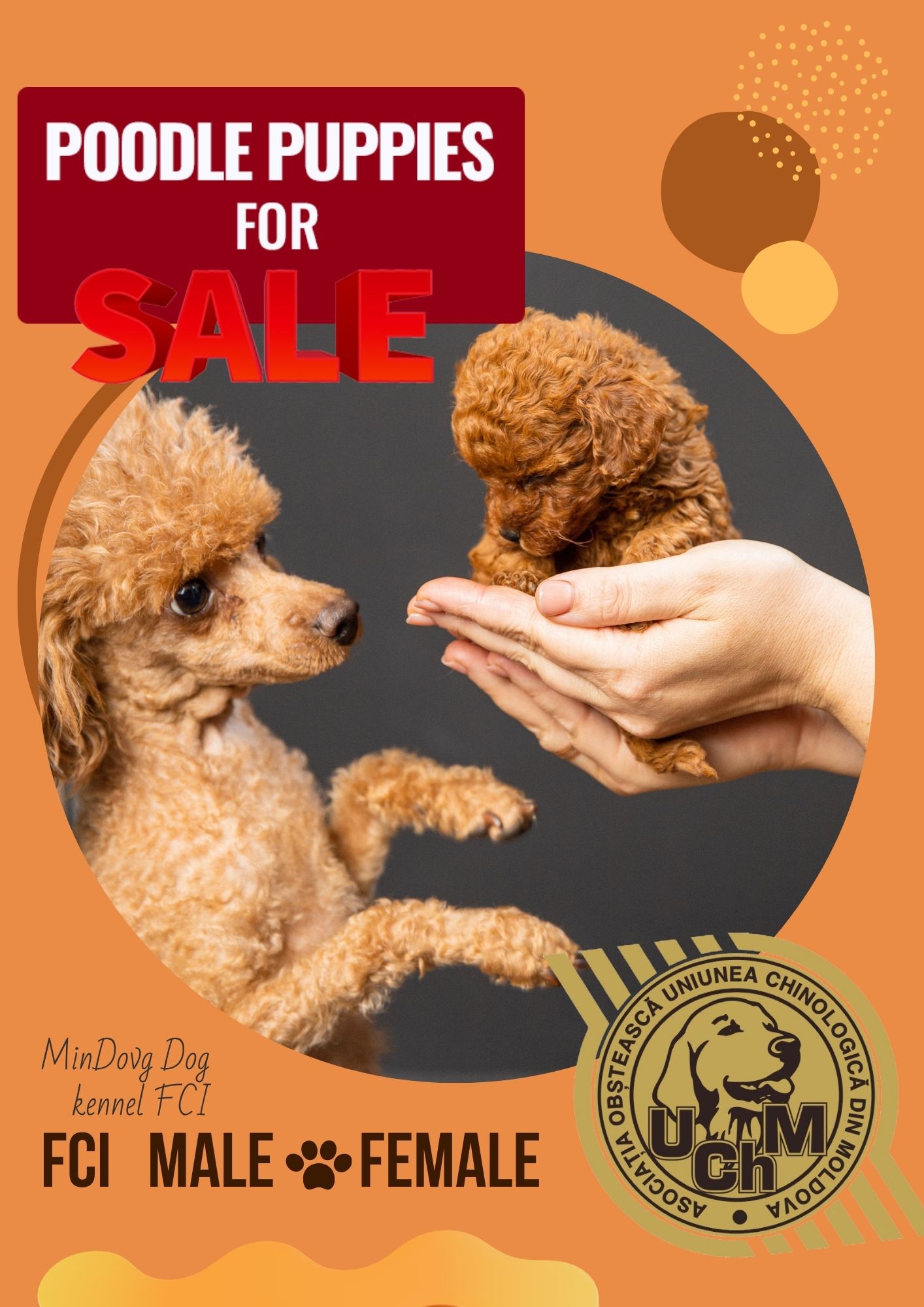 Той пудель Toy Poodle Pudel Miniature