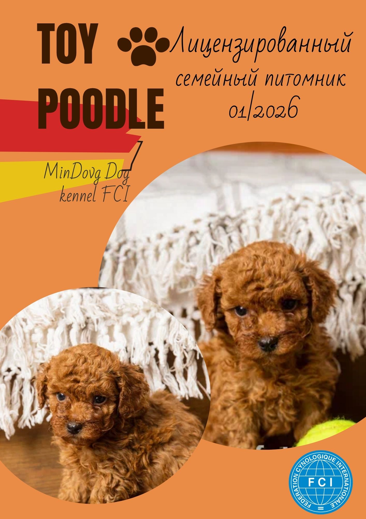 Той пудель Toy Poodle Pudel Miniature