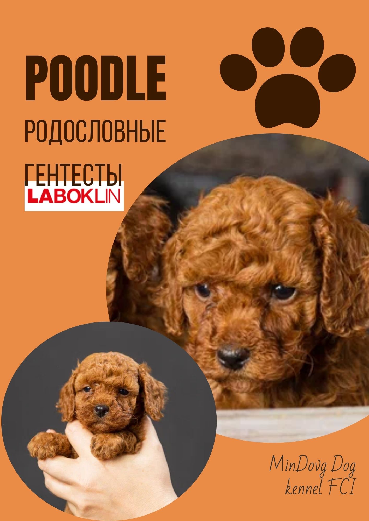 Той пудель Toy Poodle Pudel Miniature