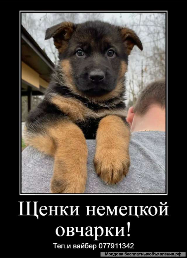 За скромную застенчивую цену