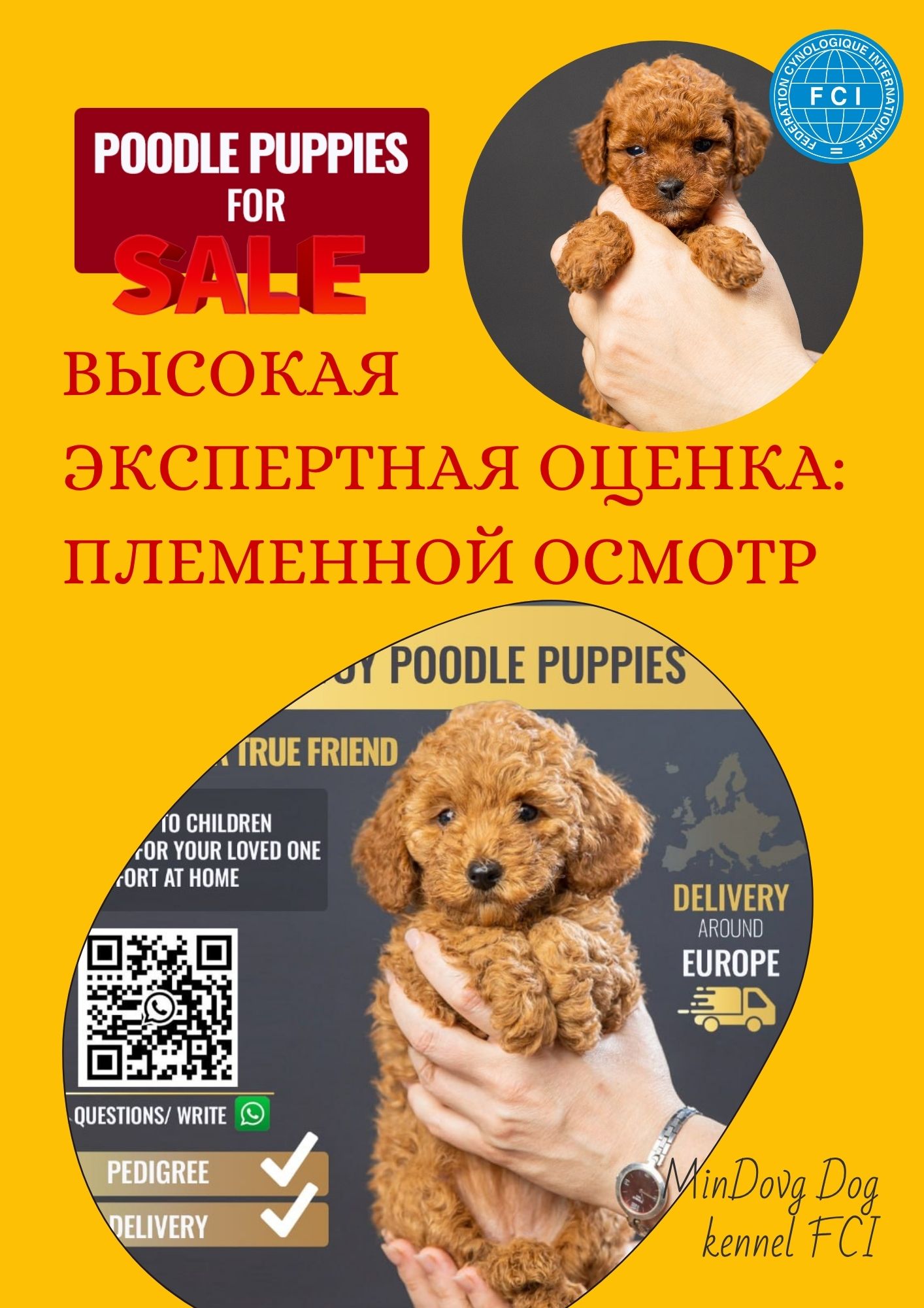 Той пудель Toy Poodle Pudel Miniature