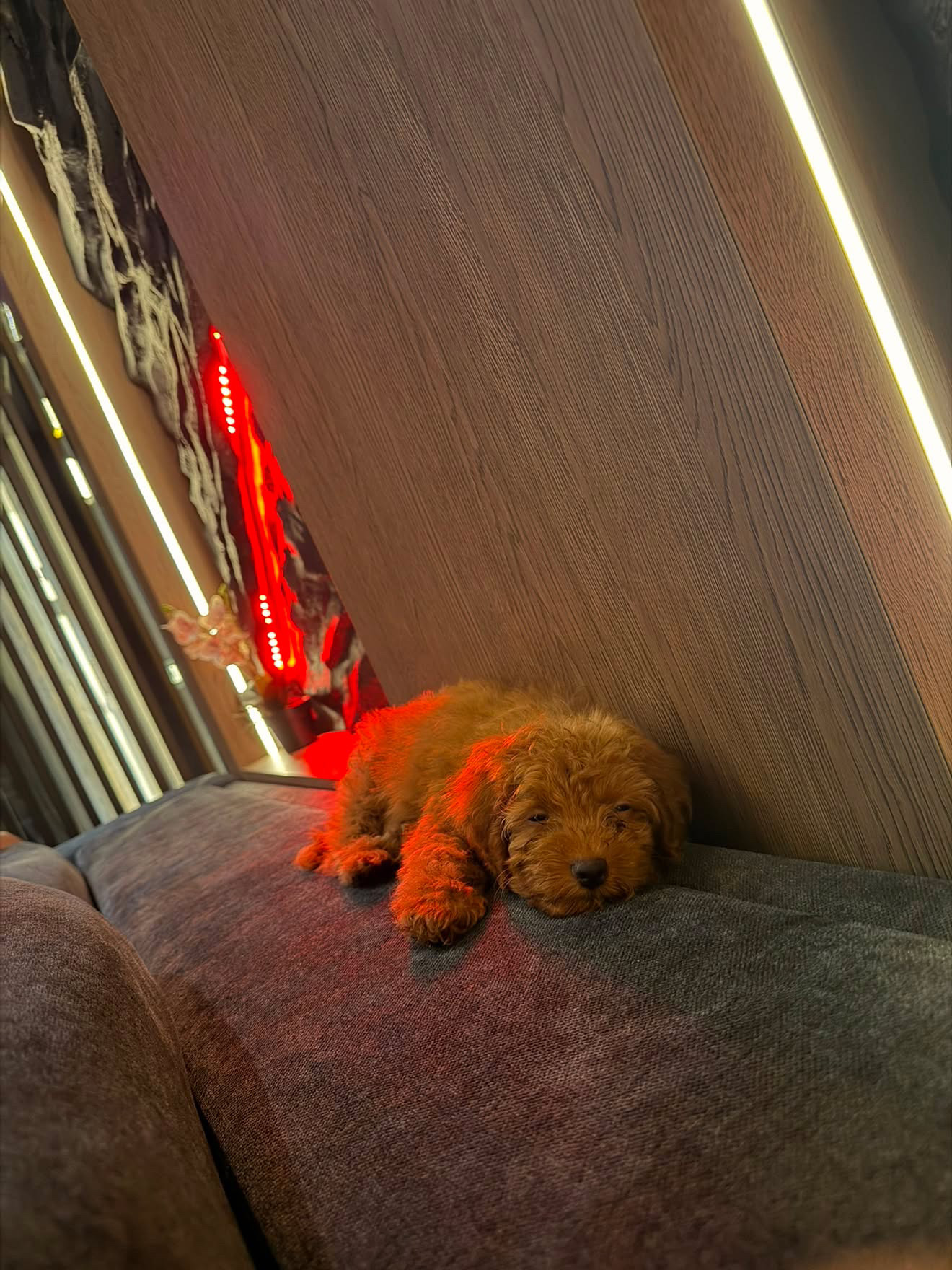 Maltipoo