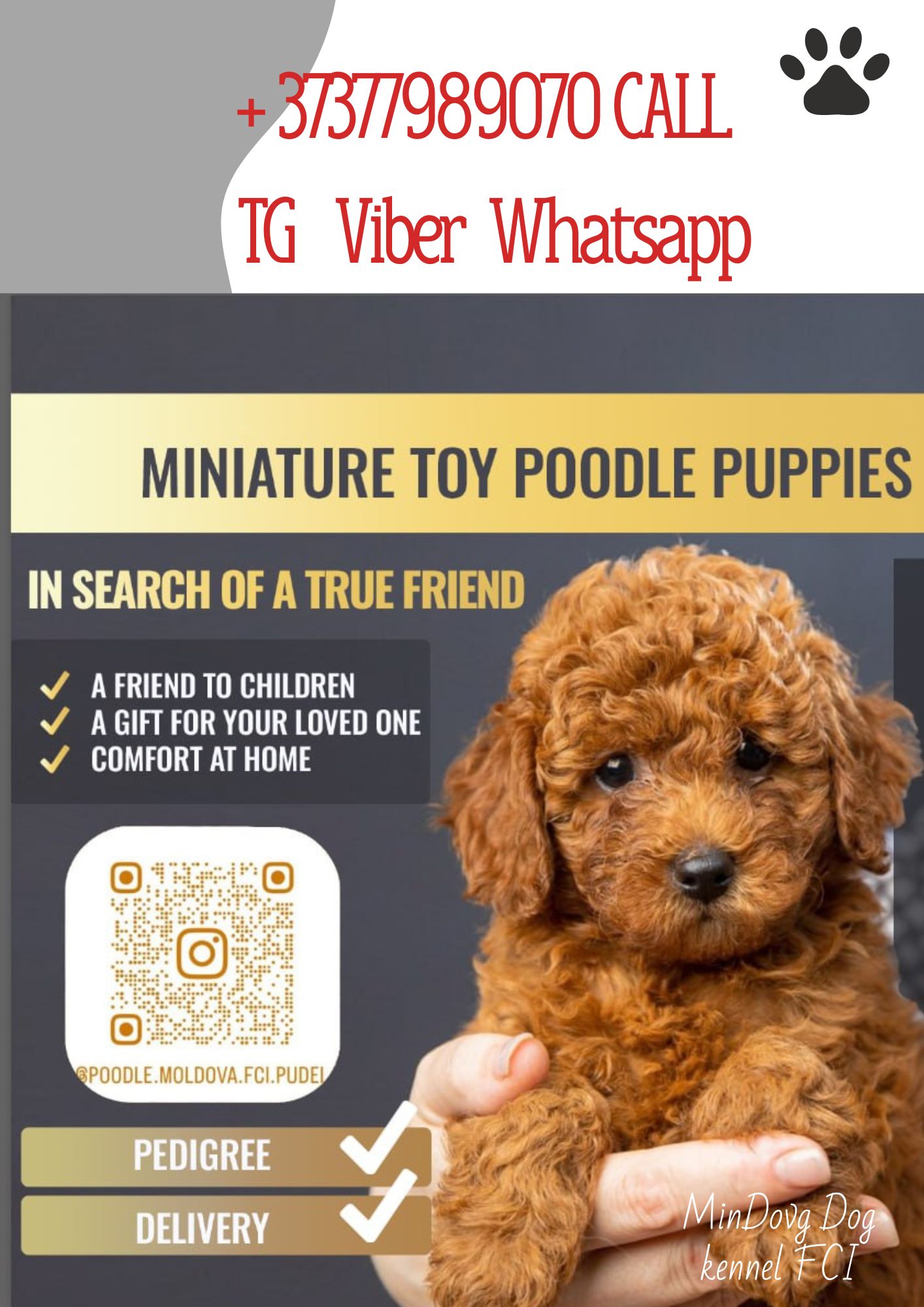 Той пудель Toy Poodle Pudel Miniature