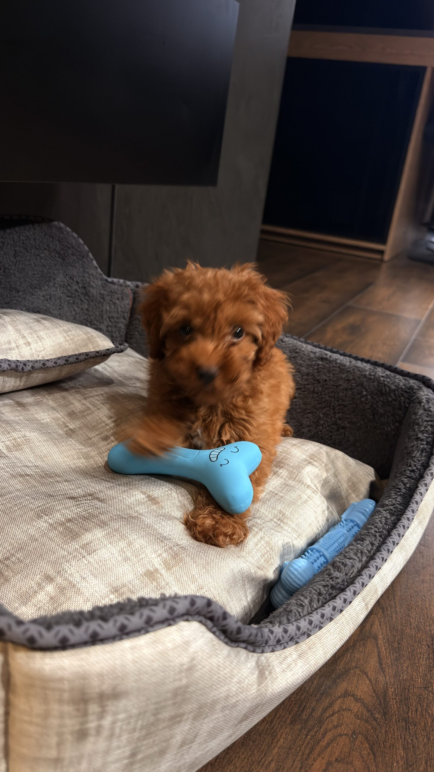 Maltipoo