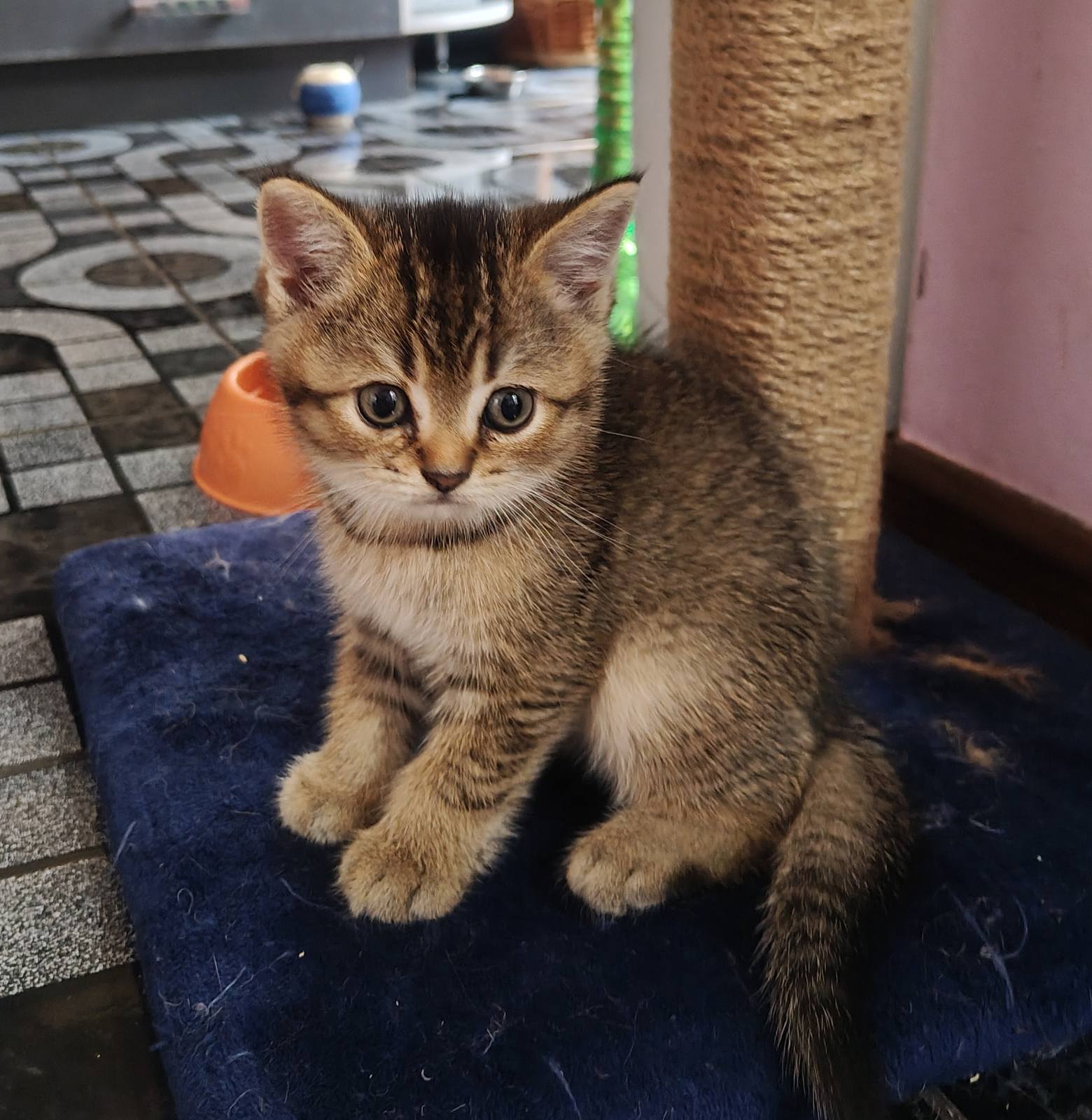 Шотландские котята