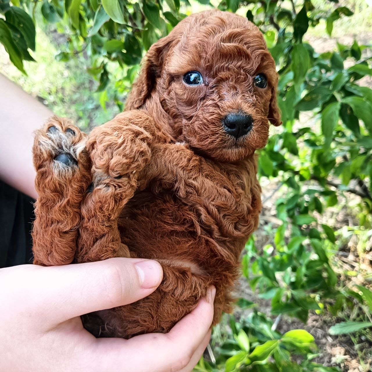 Той пудель Toy Poodle Pudel Miniature
