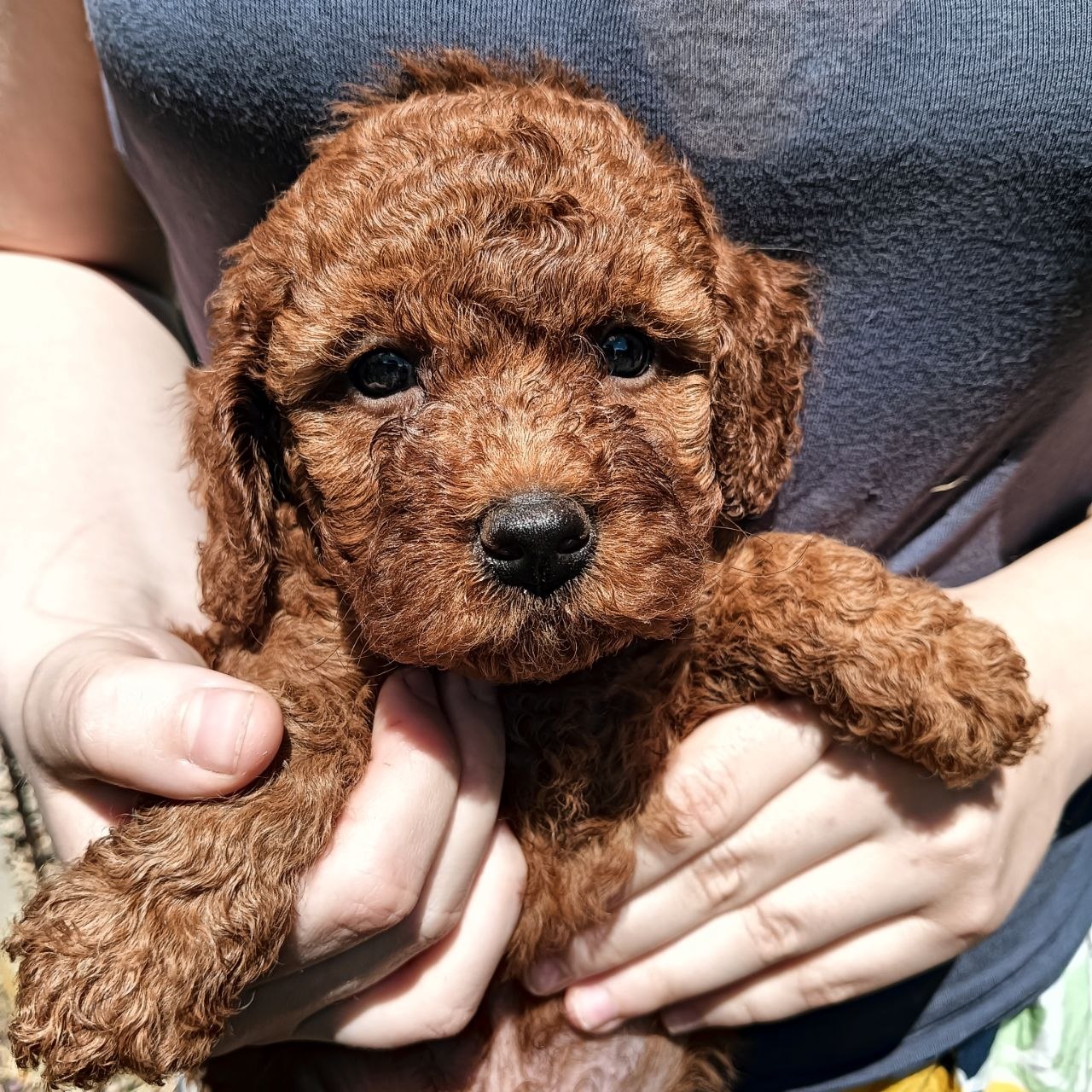 Той пудель Toy Poodle Pudel Miniature